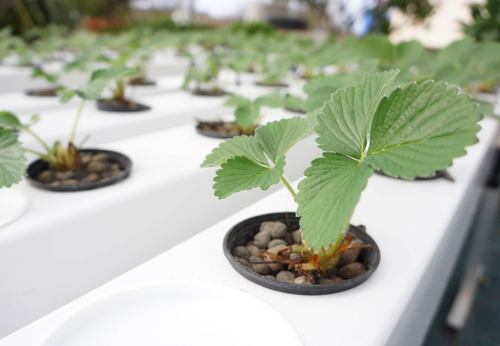 Jeune pousse dans un growstream